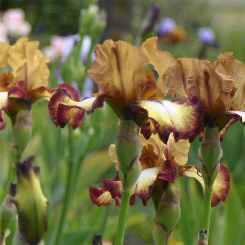 Iris Flamenco - Schwertlilie (Blüte)