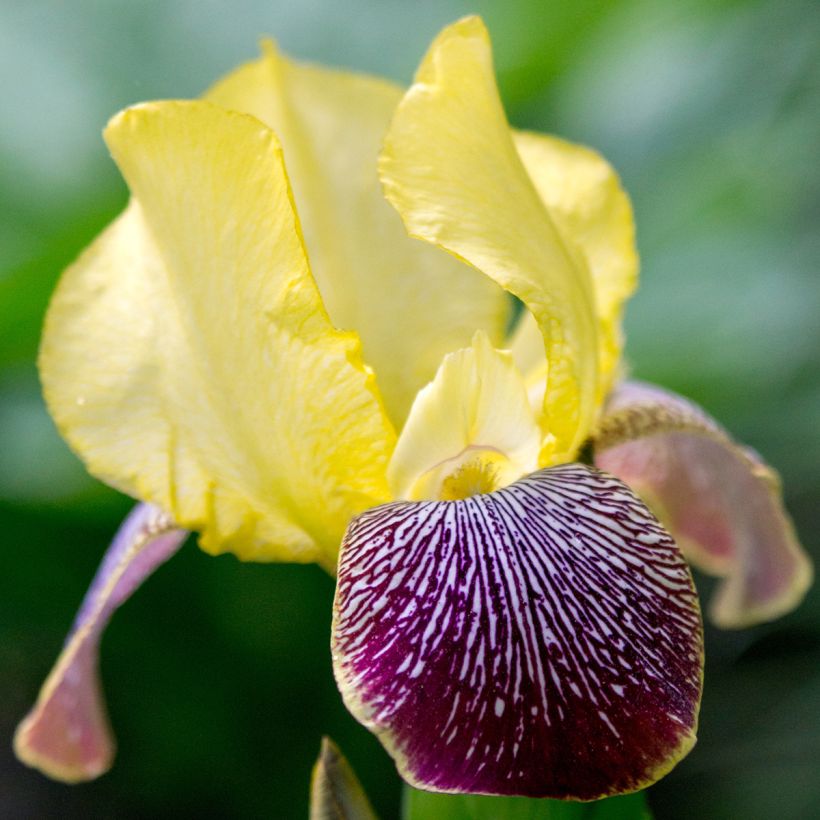 Iris Flaming Dragon - Schwertlilie (Blüte)