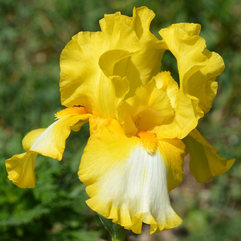 Iris Fringe of Gold - Schwertlilie (Blüte)