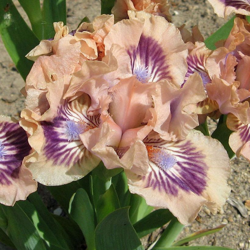 Iris Frisk Me - Schwertlilie (Blüte)