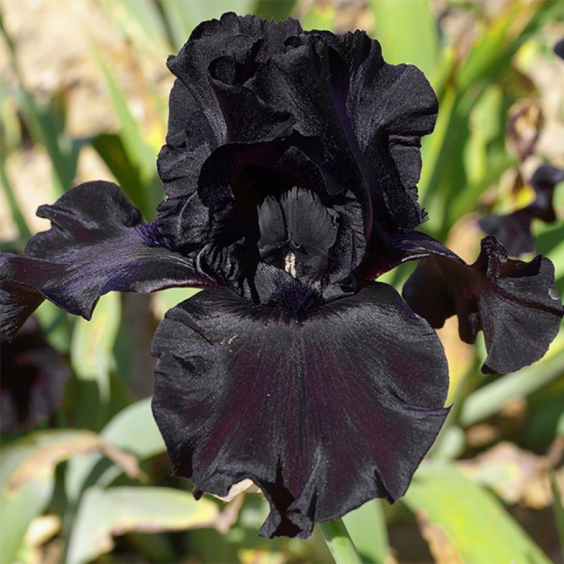 Iris Ghost Train - Schwertlilie (Blüte)