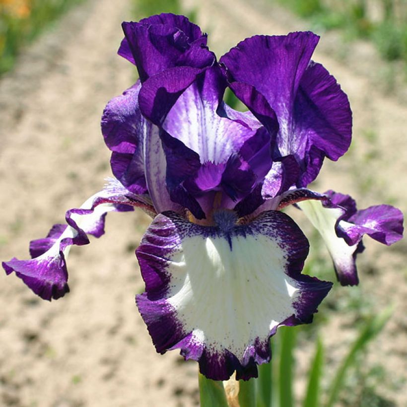 Iris Going My Way - Schwertlilie (Blüte)