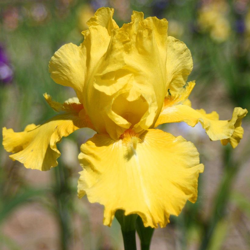 Iris Grand Canari - Schwertlilie (Blüte)