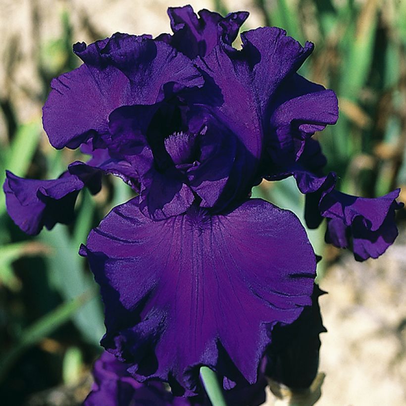 Iris High Stakes - Schwertlilie (Blüte)