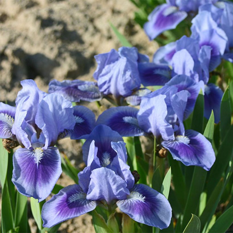 Iris Katty Petts - Schwertlilie (Blüte)