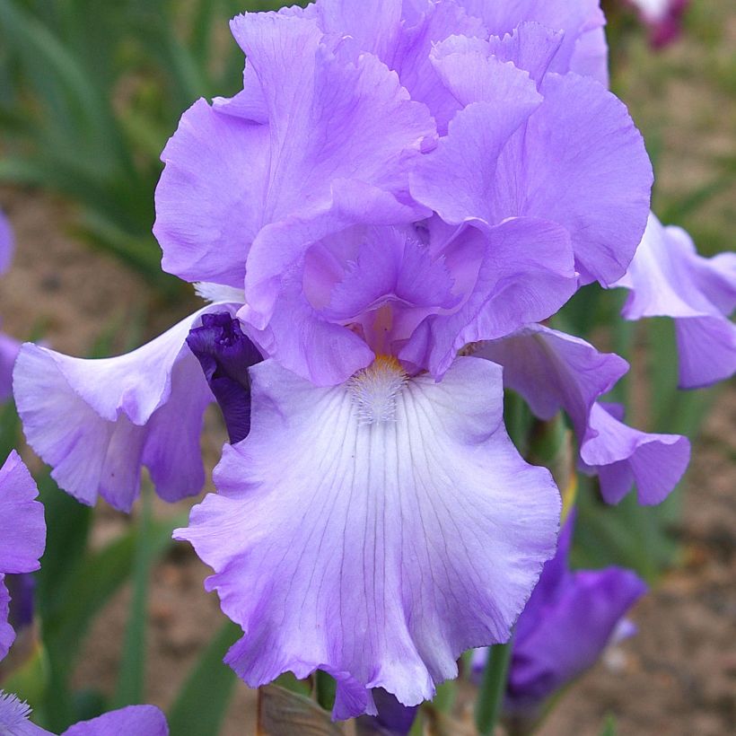 Iris Mary Frances - Schwertlilie (Blüte)