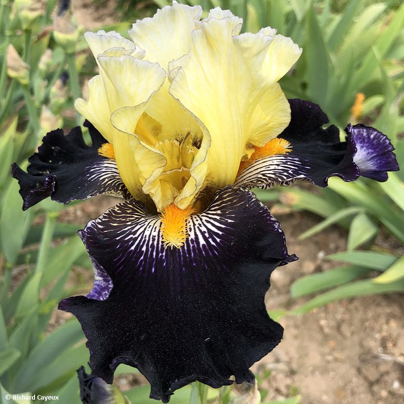 Iris Masque Noir - Schwertlilie (Blüte)