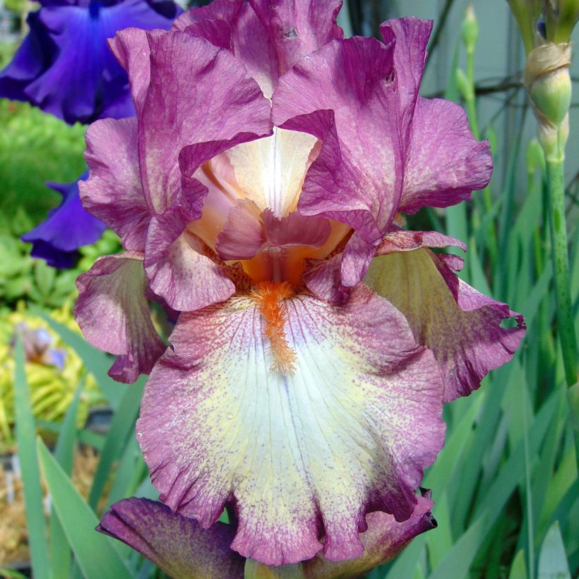 Iris Master Plan - Schwertlilie (Blüte)