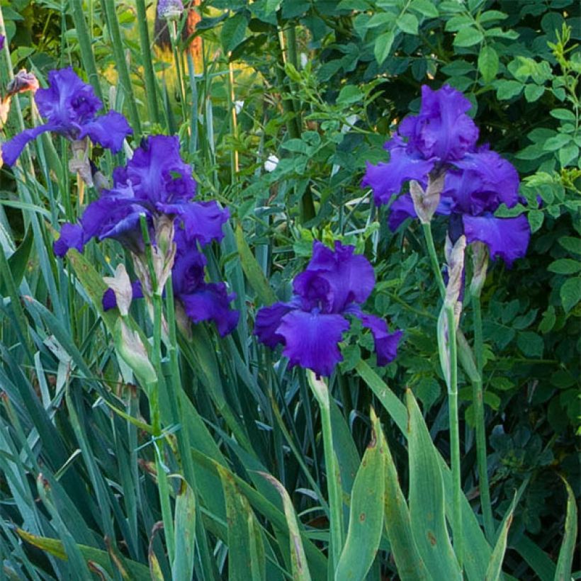 Iris Mer du Sud - Schwertlilie (Blüte)