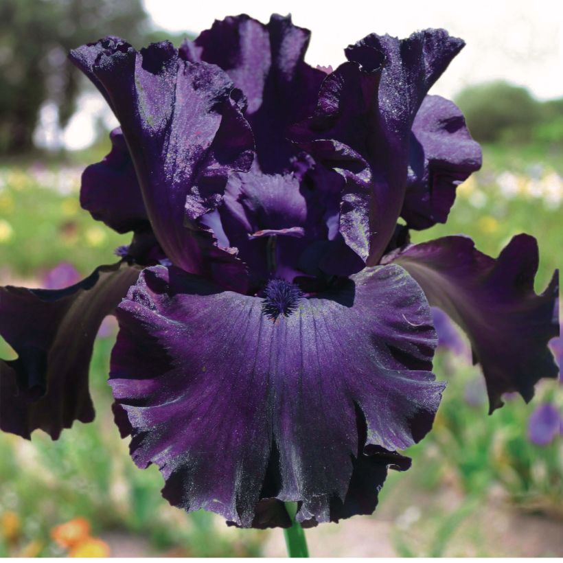 Iris Midnight Revelry - Schwertlilie (Blüte)