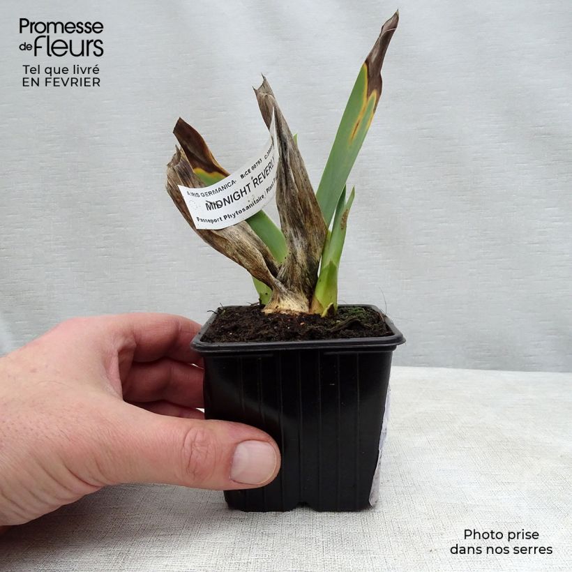 Exemplar von Iris germanica Midnight Revelry Rhizome wie im Winter geliefert