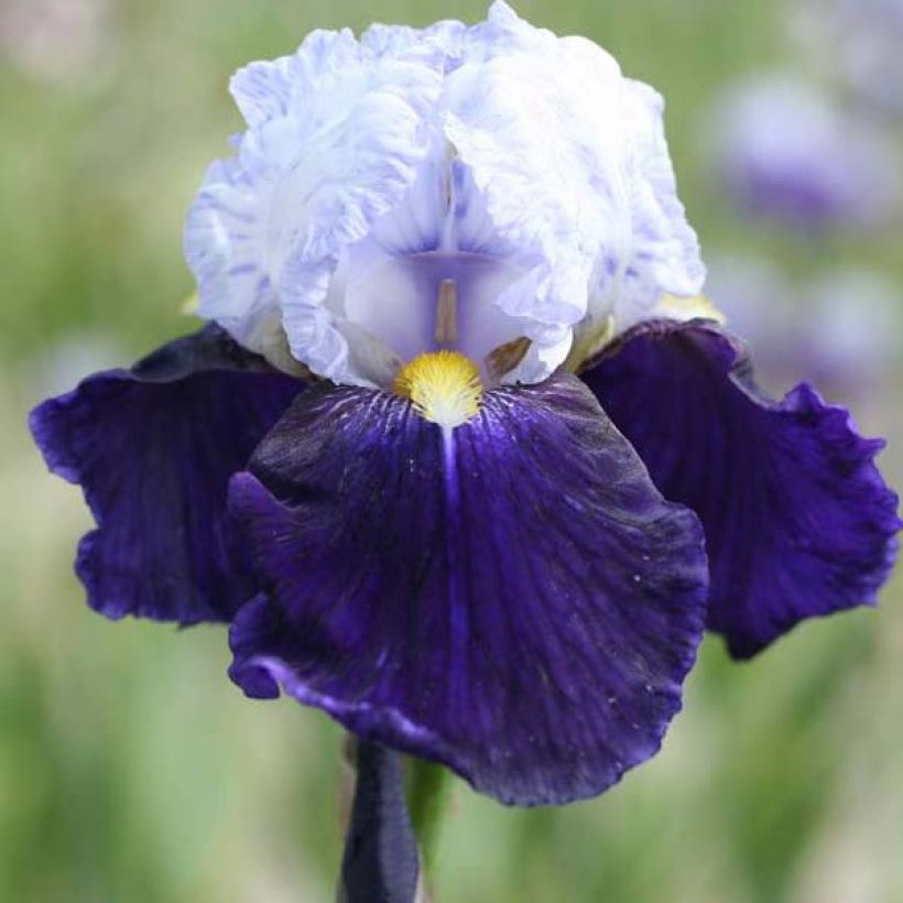 Iris Night Edition - Schwertlilie (Blüte)