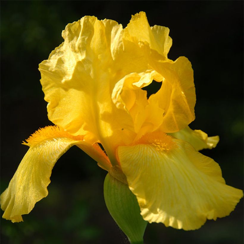 Iris Ola Kala - Schwertlilie (Blüte)