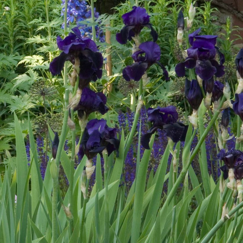 Iris Old Black Magic - Schwertlilie (Hafen)