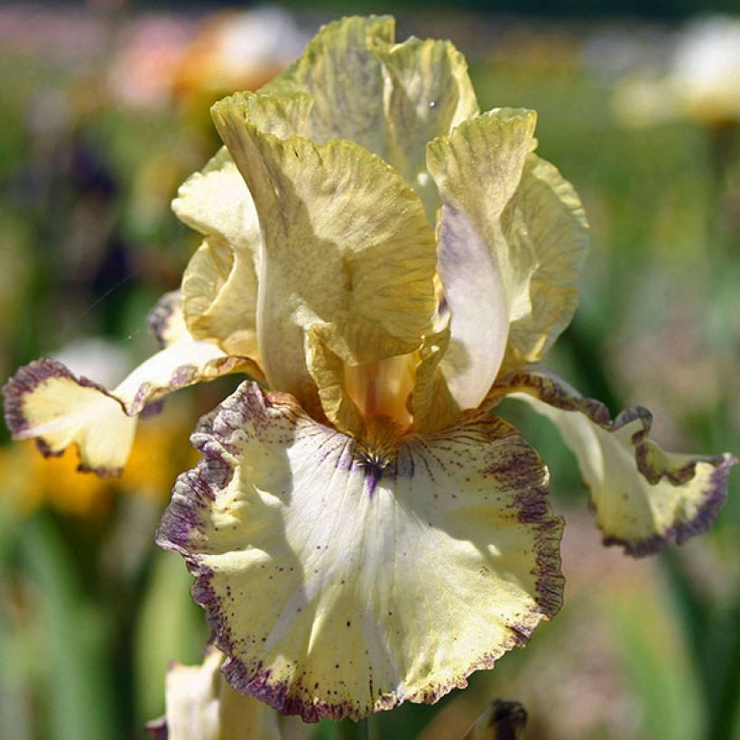 Iris Ominous Stranger - Schwertlilie (Blüte)