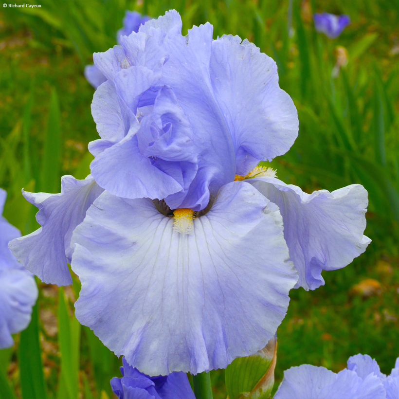 Iris On En Rêve - Schwertlilie (Blüte)