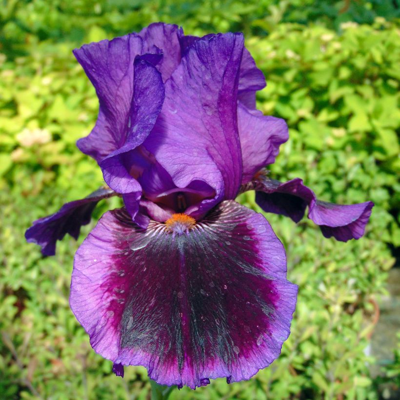 Iris Pagan Dance - Schwertlilie (Blüte)