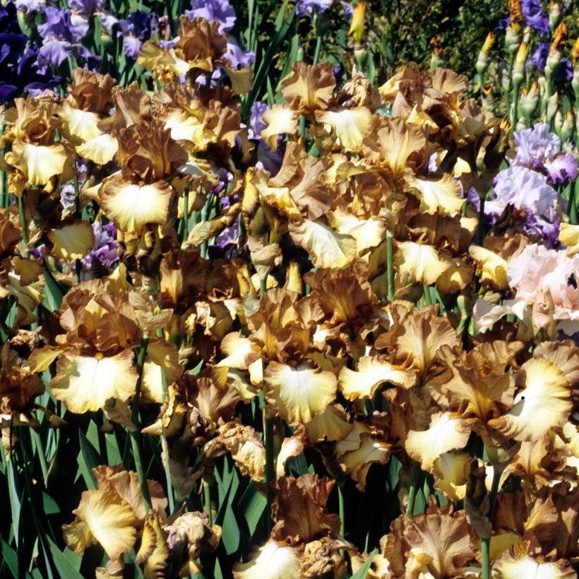 Iris Patina - Schwertlilie (Hafen)