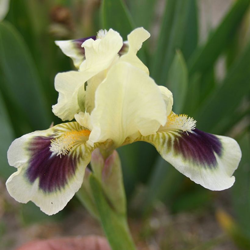 Iris Petit Bijou - Schwertlilie (Blüte)