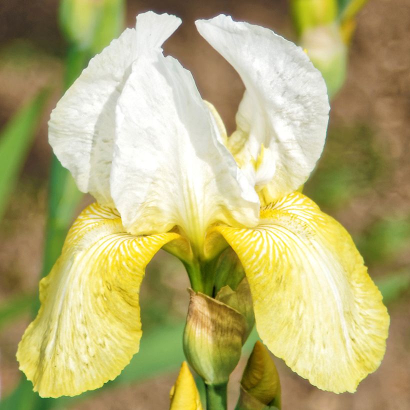 Iris Pinnacle - Schwertlilie (Blüte)