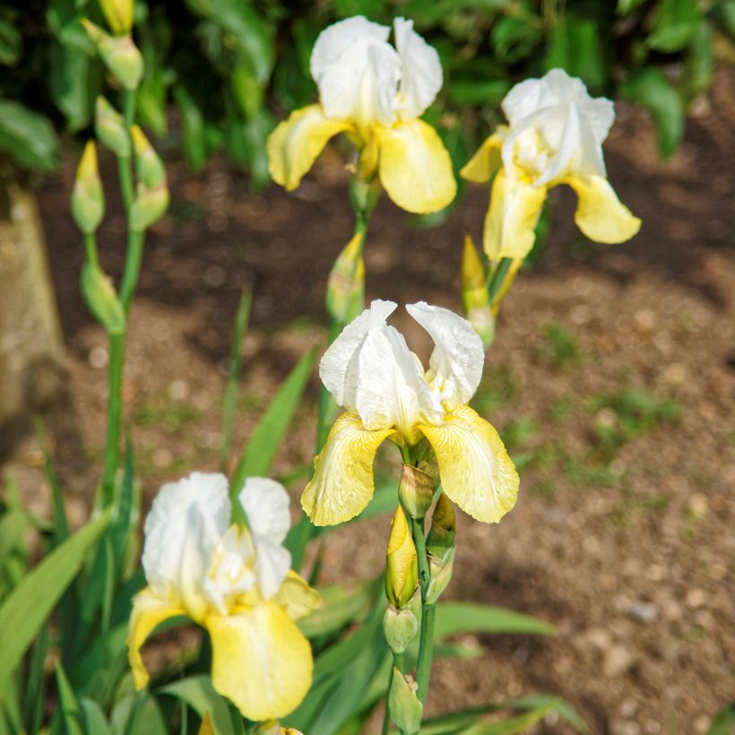 Iris Pinnacle - Schwertlilie (Hafen)