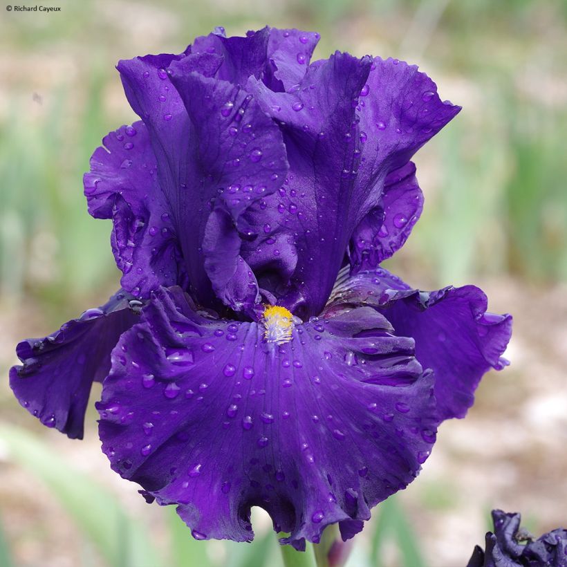 Iris Profond Soupir - Schwertlilie (Blüte)