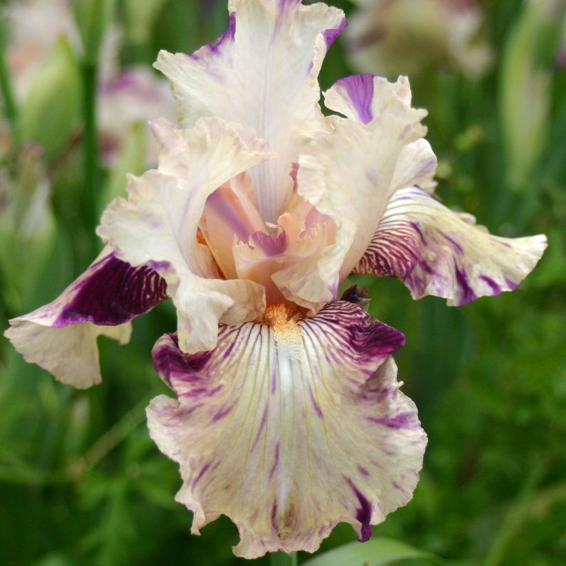 Iris Raspberry Silk - Schwertlilie (Blüte)