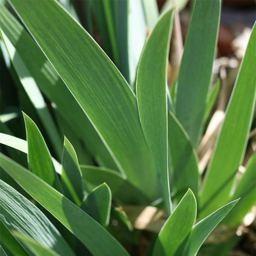 Iris Ré la Blanche - Schwertlilie (Laub)