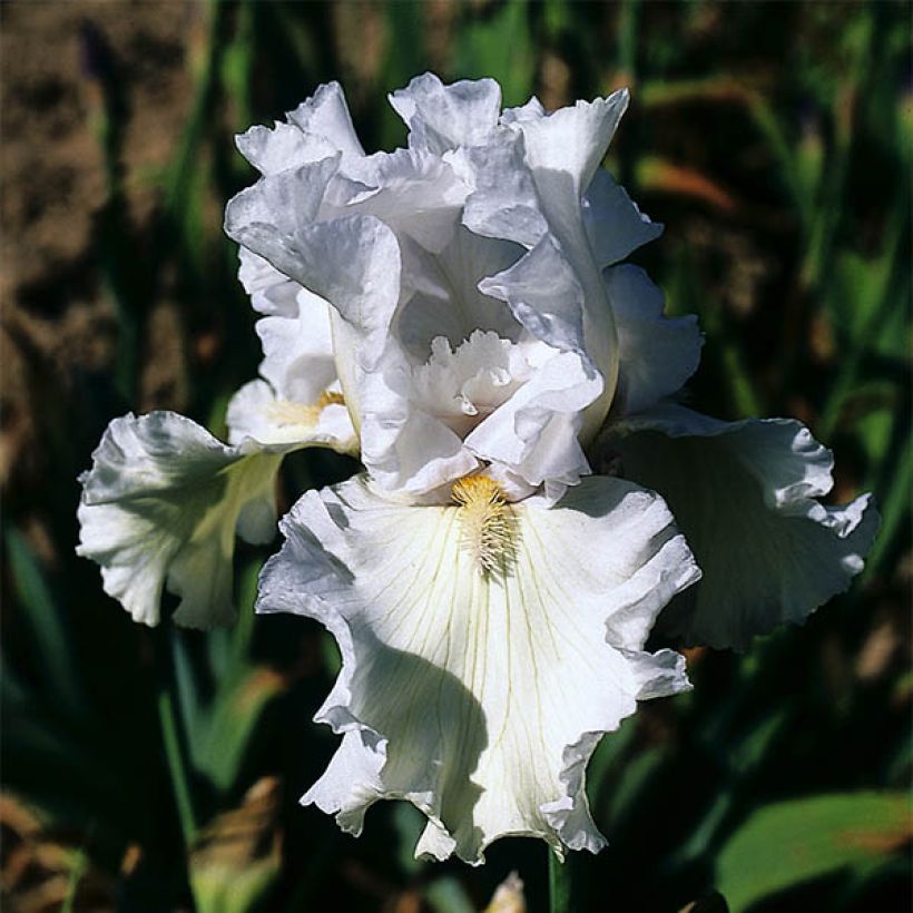 Iris Ré la Blanche - Schwertlilie (Blüte)