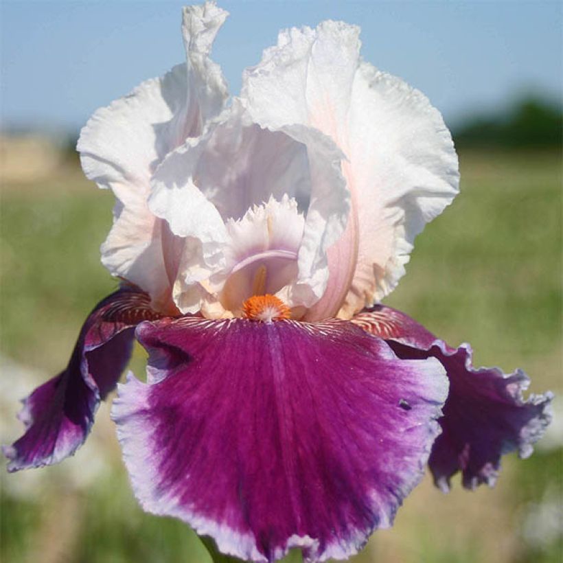 Iris Ringo - Schwertlilie (Blüte)