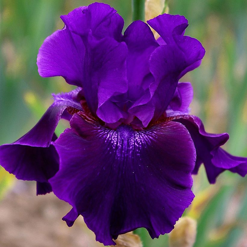 Iris Rosalie Figge - Schwertlilie (Blüte)