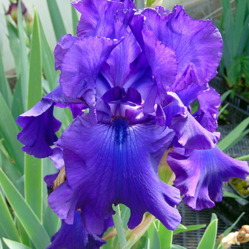 Iris Ruffled Goddess - Schwertlilie (Blüte)