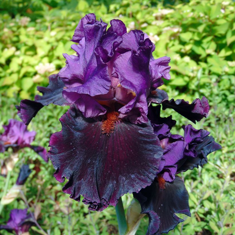 Iris Saturn - Schwertlilie (Blüte)