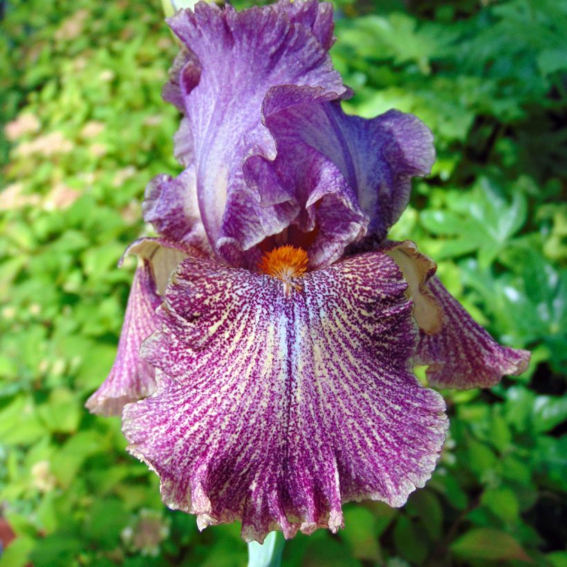 Iris Sirop de Framboise - Schwertlilie (Blüte)