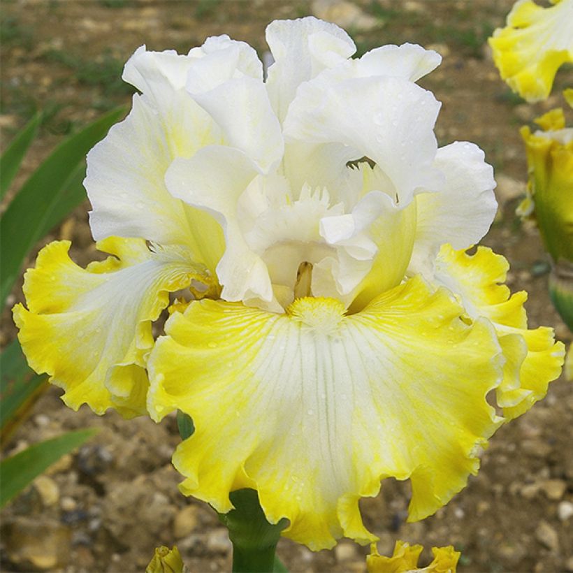 Iris Smiling Faces - Schwertlilie (Blüte)