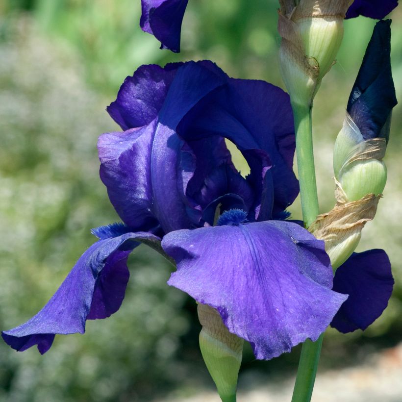 Iris Storm Center - Schwertlilie (Blüte)