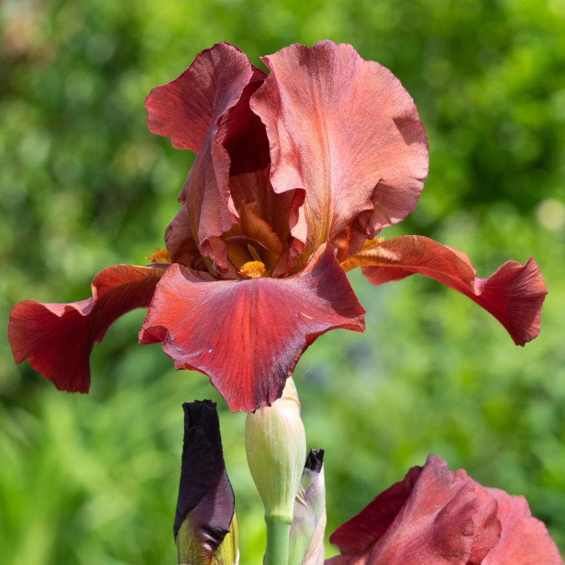 Iris Sultan's Palace - Schwertlilie (Blüte)