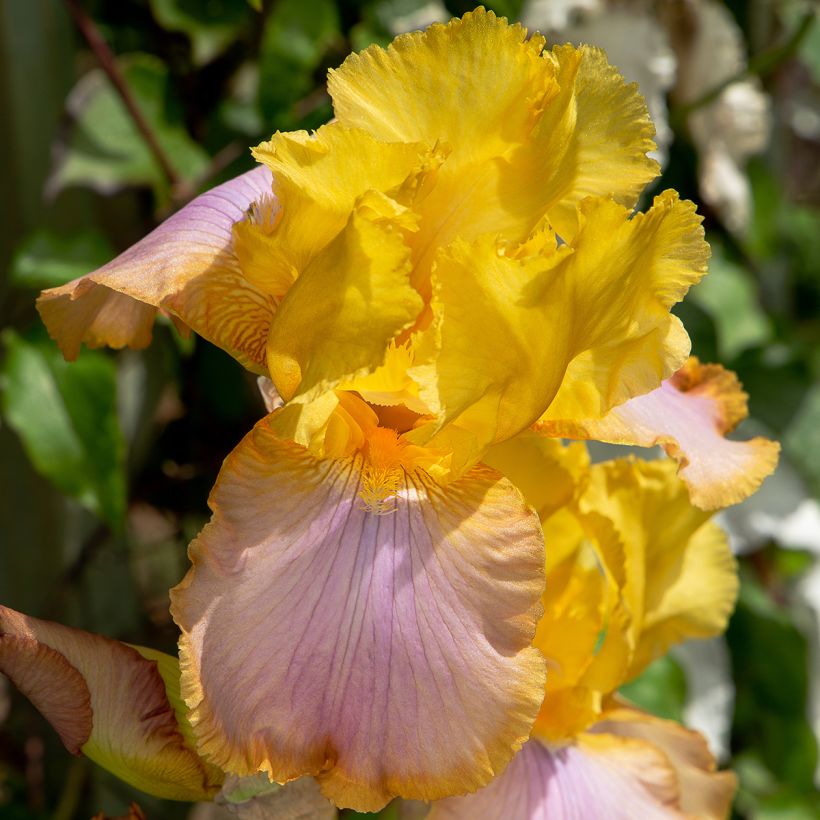 Iris Sunset Sky - Schwertlilie (Blüte)