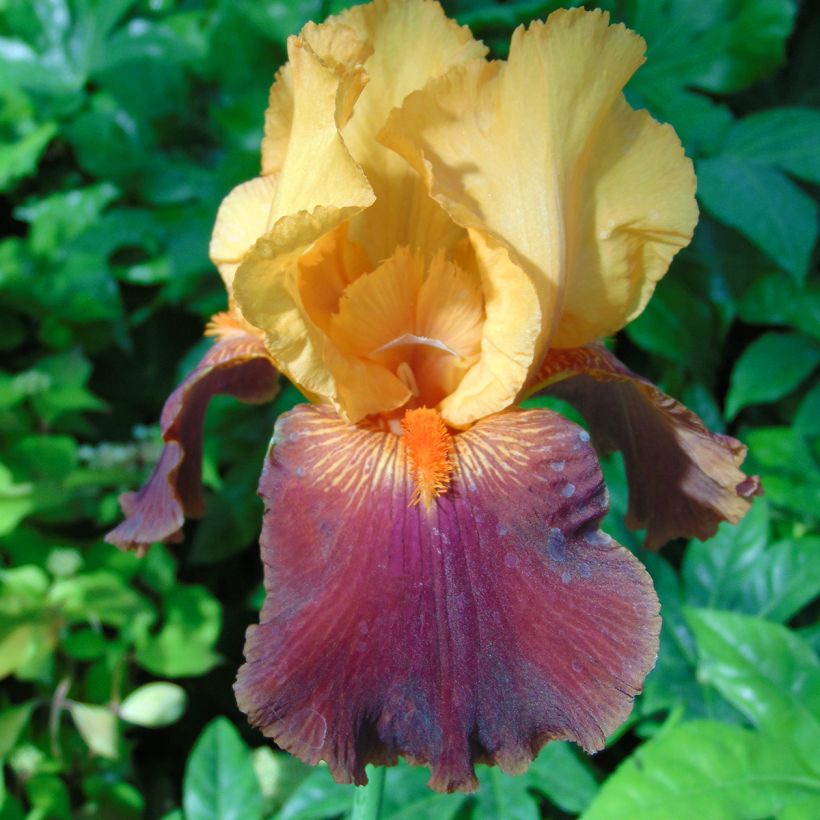 Iris Torero - Schwertlilie (Blüte)