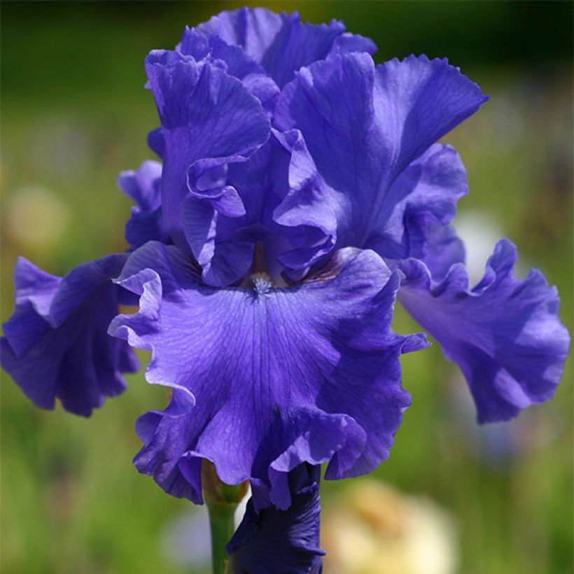 Iris Yaquina Blue - Schwertlilie (Blüte)