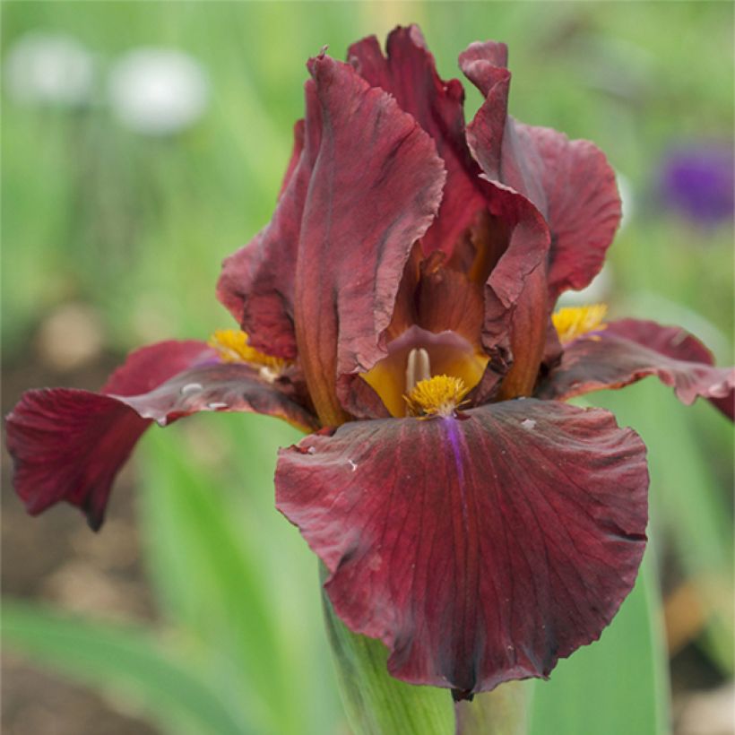 Iris Young Blood - Schwertlilie (Blüte)