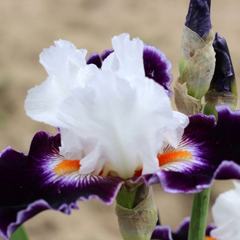 Iris Le Bois Du Vent - Schwertlilie (Hafen)