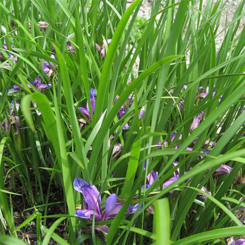 Iris graminea - Gras-Schwertlilie (Laub)