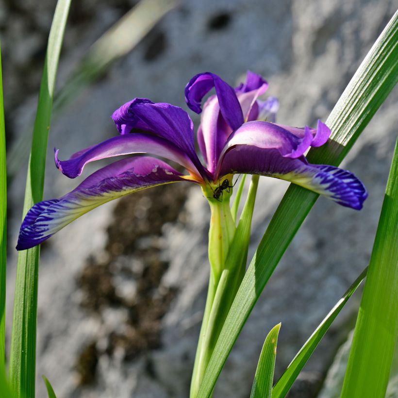 Iris graminea - Gras-Schwertlilie (Blüte)