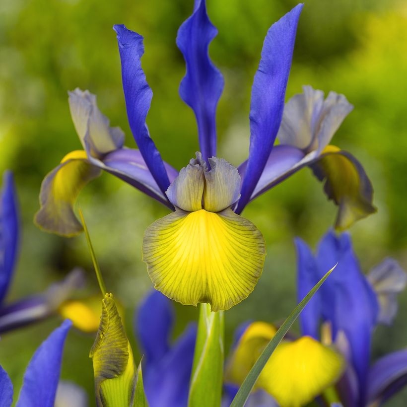 Iris hollandica Miss Saigon - Holländische Schwertlilie (Blüte)