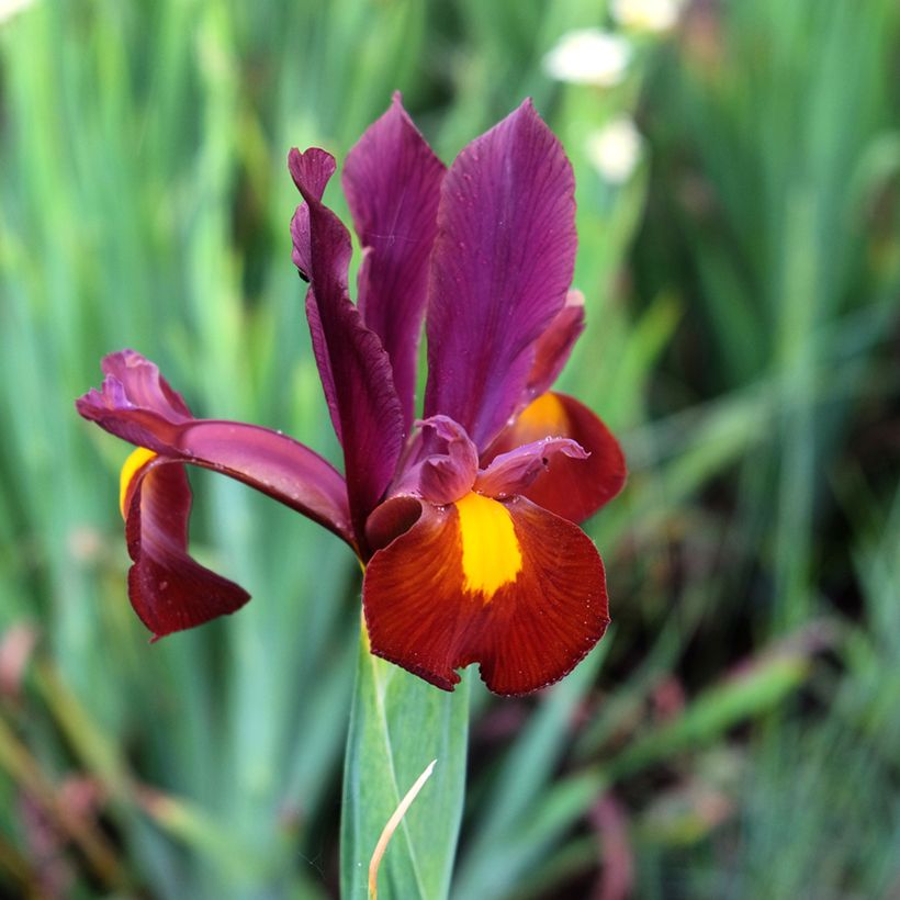 Iris hollandica Red Ember - Holländische Schwertlilie (Blüte)