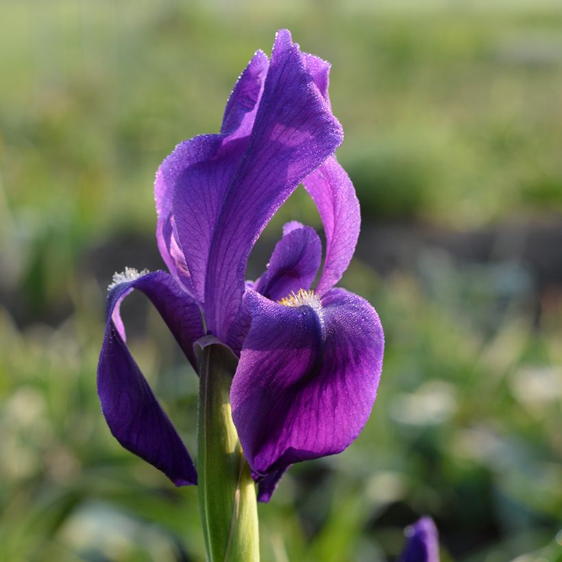 Iris hoogiana - Iris de Hoog (Blüte)