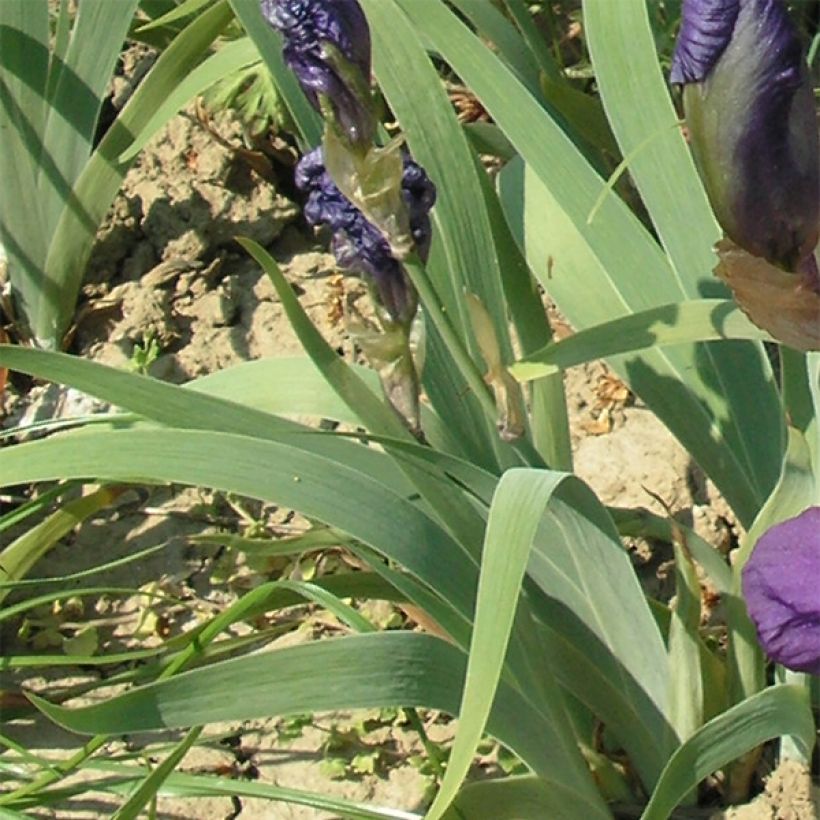 Iris illyrica - Istrien-Schwertlilie (Laub)