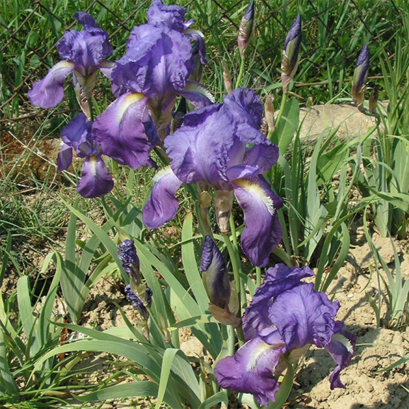 Iris illyrica - Istrien-Schwertlilie (Blüte)