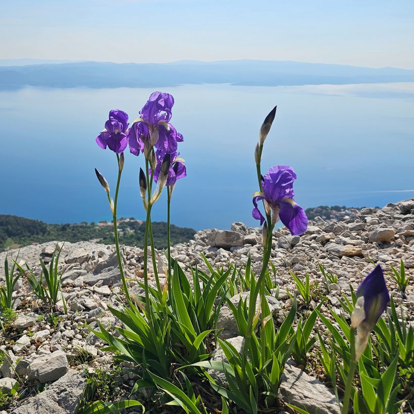 Iris illyrica - Istrien-Schwertlilie (Hafen)